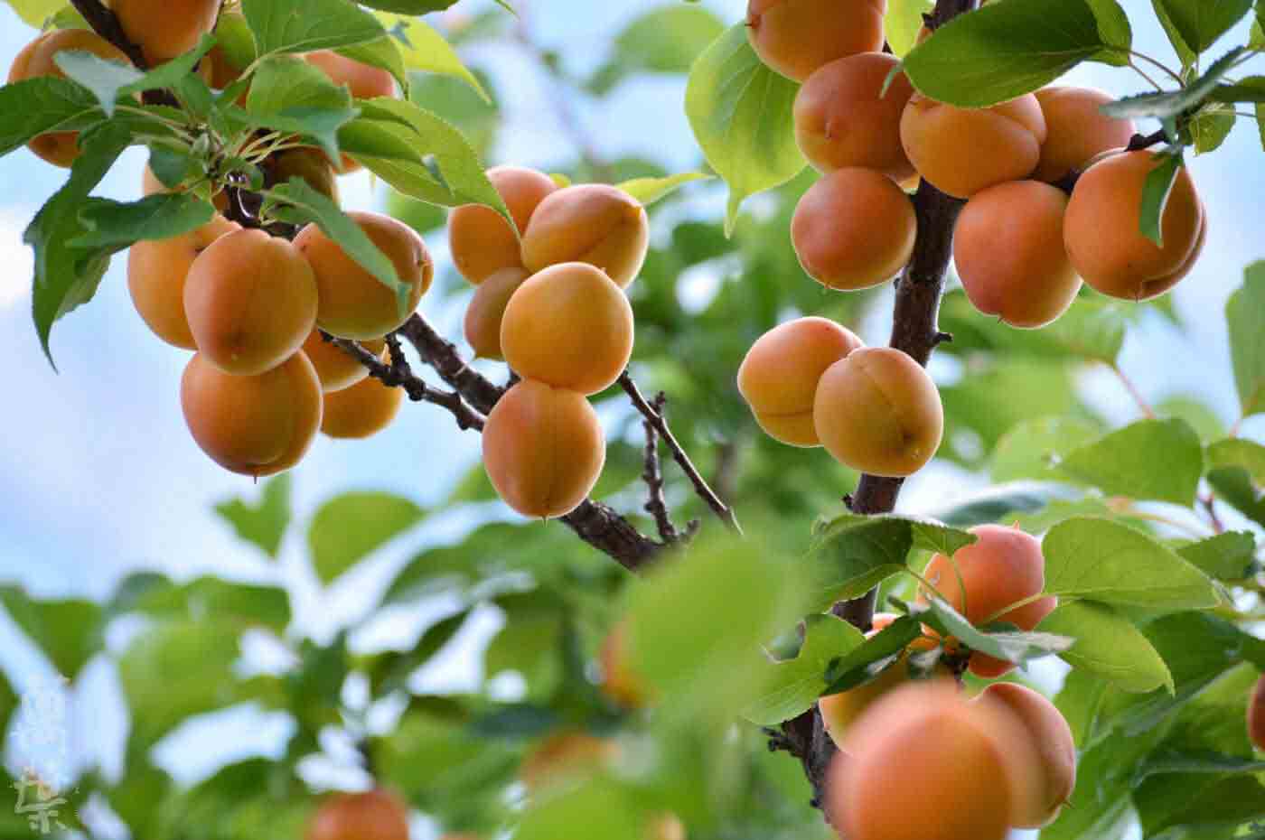 野草酵素萬葉[まんよう]の原材料あんず(杏子)
