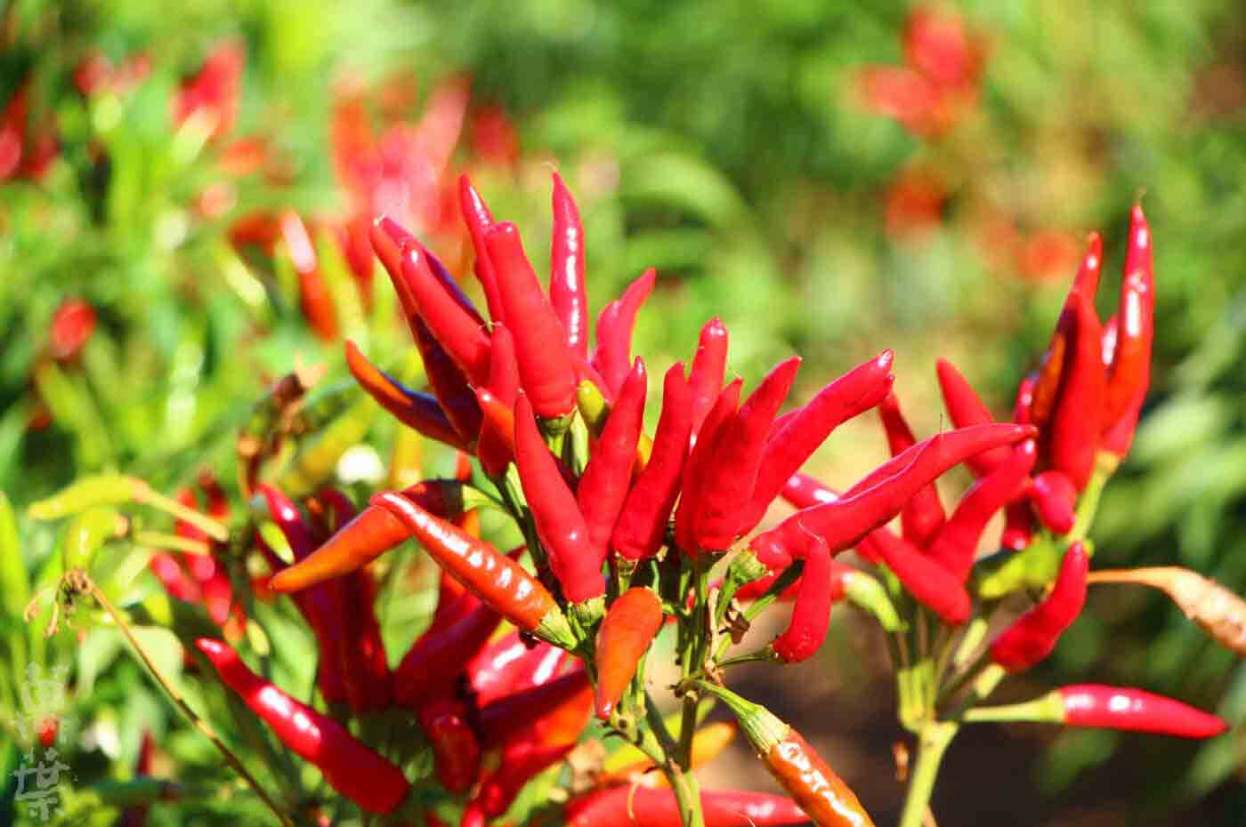 野草酵素萬葉[まんよう]の原材料とうがらし(唐辛子)