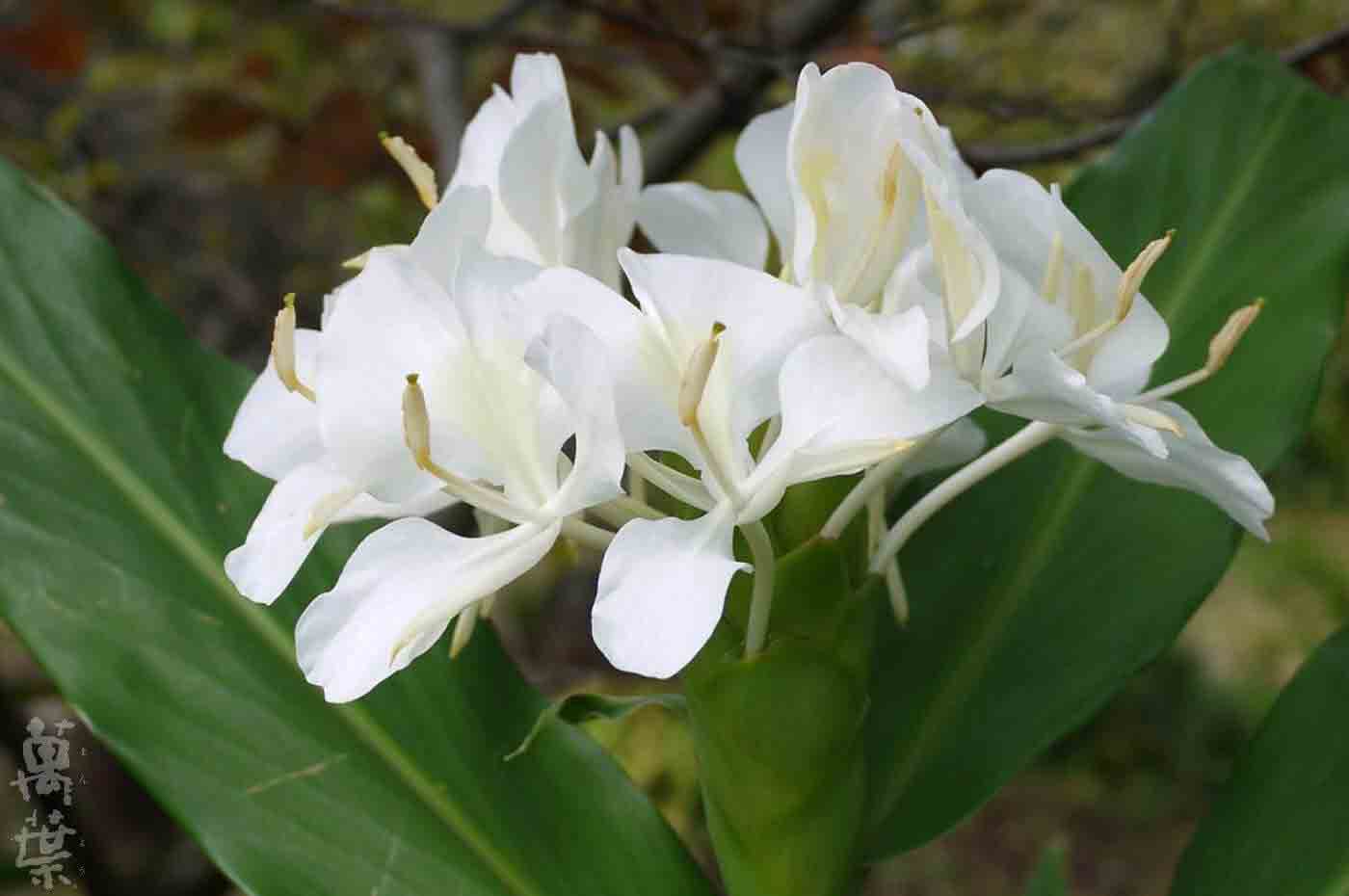 野草酵素萬葉[まんよう]の原材料しょうがのはな(生姜の花)