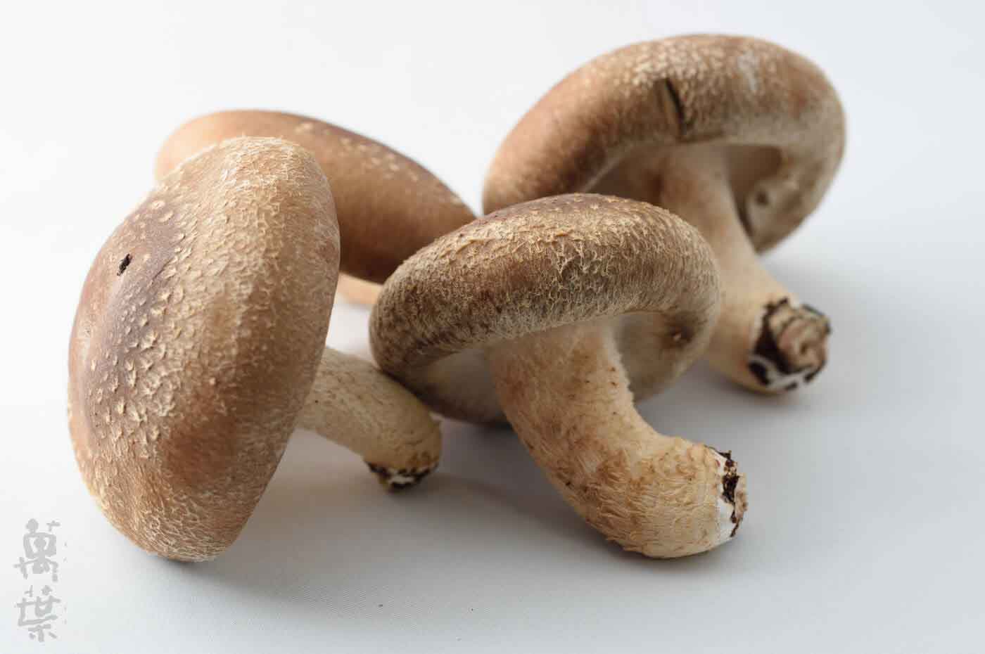 野草酵素萬葉[まんよう]の原材料しいたけ(椎茸)