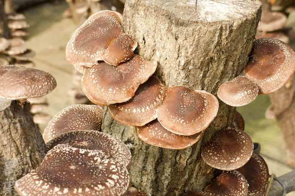 野草酵素萬葉[まんよう]の原材料しいたけ(椎茸)