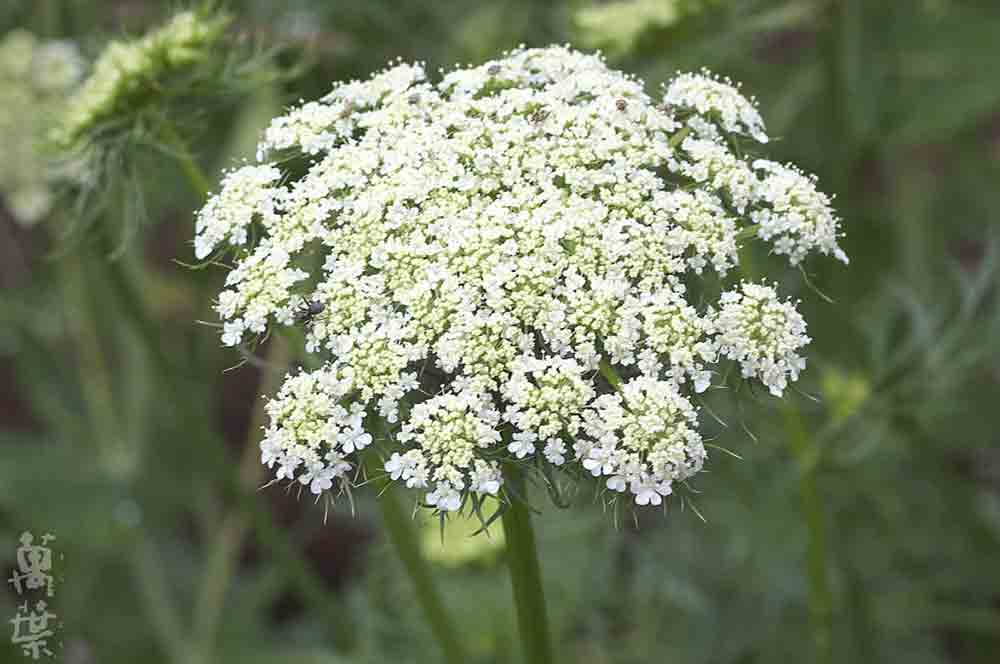 野草酵素萬葉[まんよう]の原材料にんじんのはな(人参の花)