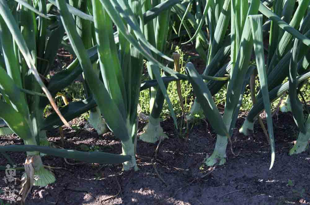 野草酵素萬葉[まんよう]の原材料たまねぎ(玉葱)
