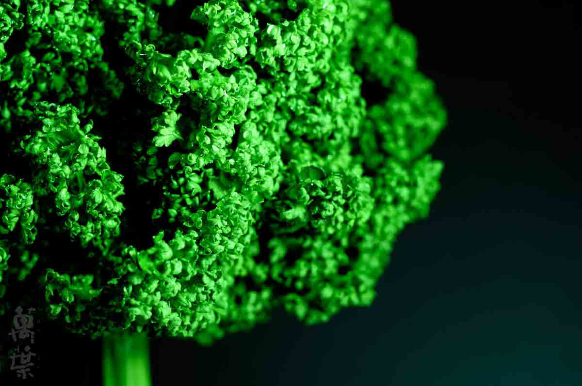 野草酵素萬葉[まんよう]の原材料ぱせり(和蘭芹)