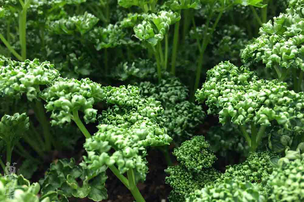 野草酵素萬葉[まんよう]の原材料ぱせり(和蘭芹)