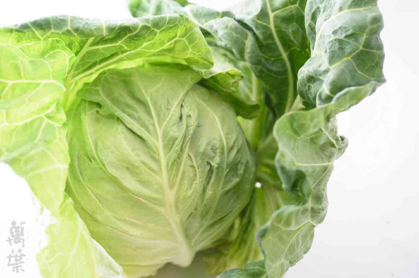 野草酵素萬葉[まんよう]の原材料きゃべつ(甘藍)