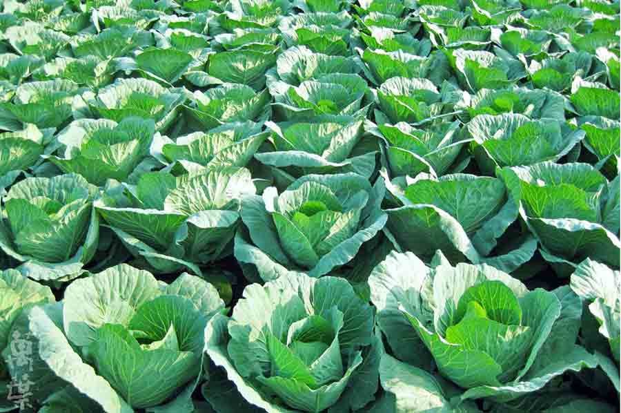 野草酵素萬葉[まんよう]の原材料きゃべつ(甘藍)