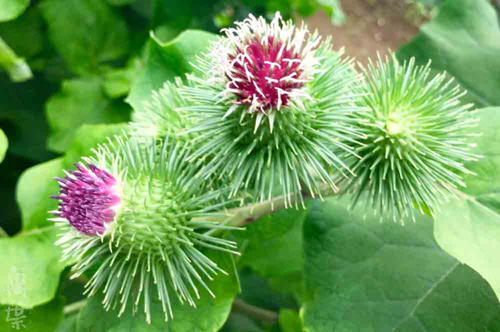 野草酵素萬葉[まんよう]の原材料にんじんのはな(人参の花)