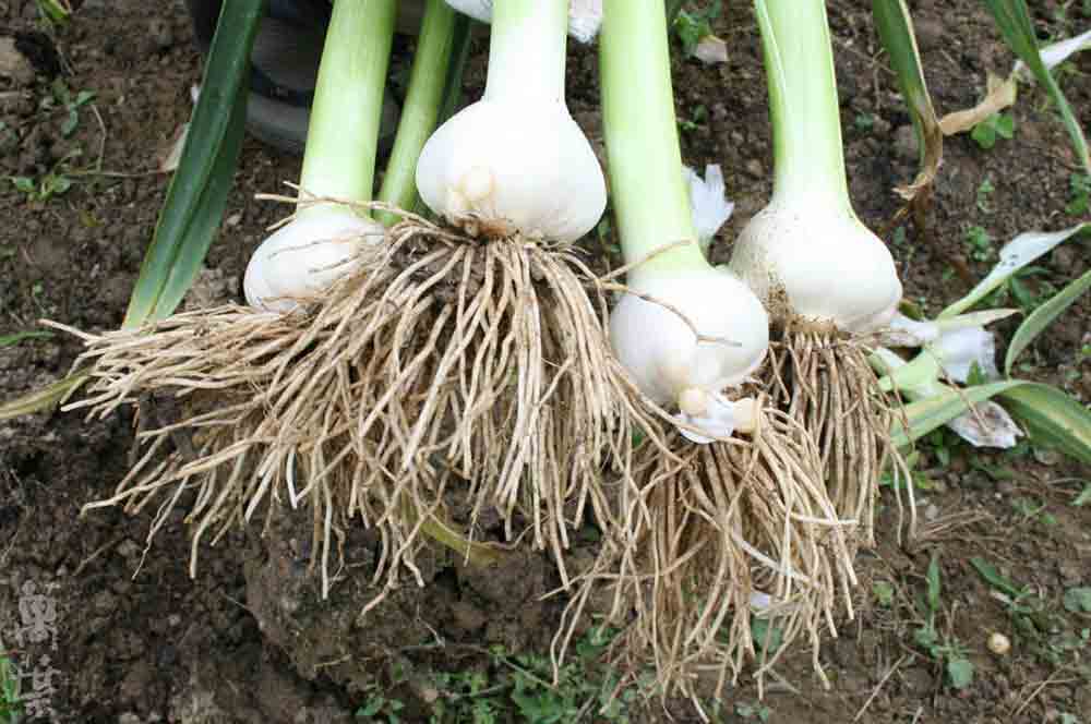 野草酵素萬葉[まんよう]の原材料にんにく(大蒜)