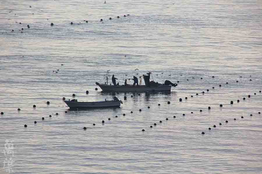野草酵素萬葉[まんよう]の原材料こんぶのりょう(昆布の漁)