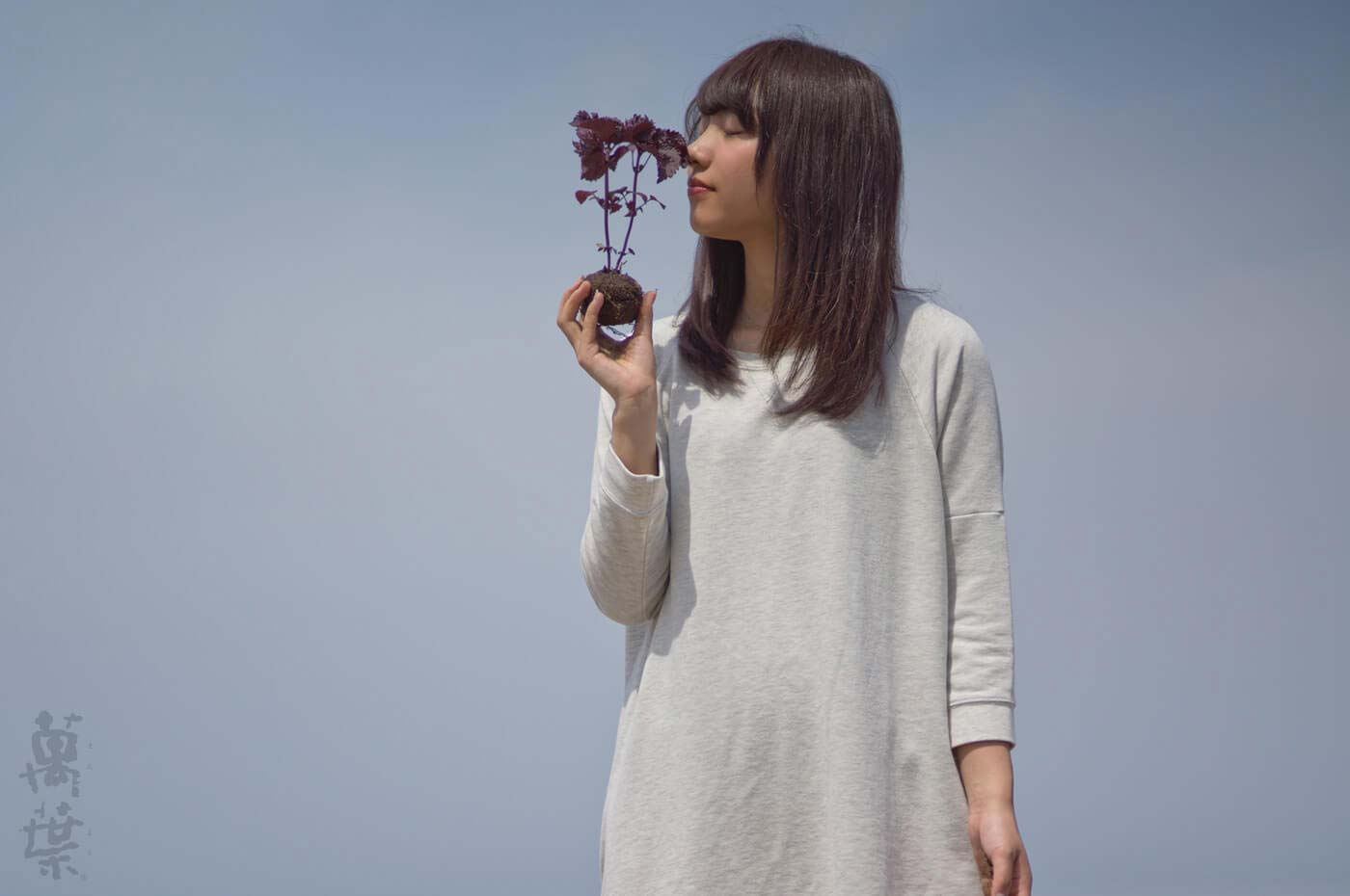 野草酵素萬葉の原材料シソ葉とまんようガール