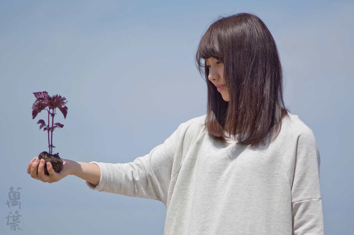 野草酵素萬葉の原材料シソ葉とまんようガール