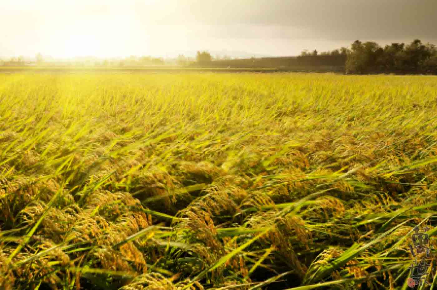 新潟県上越地方の収穫をひかえた田んぼ