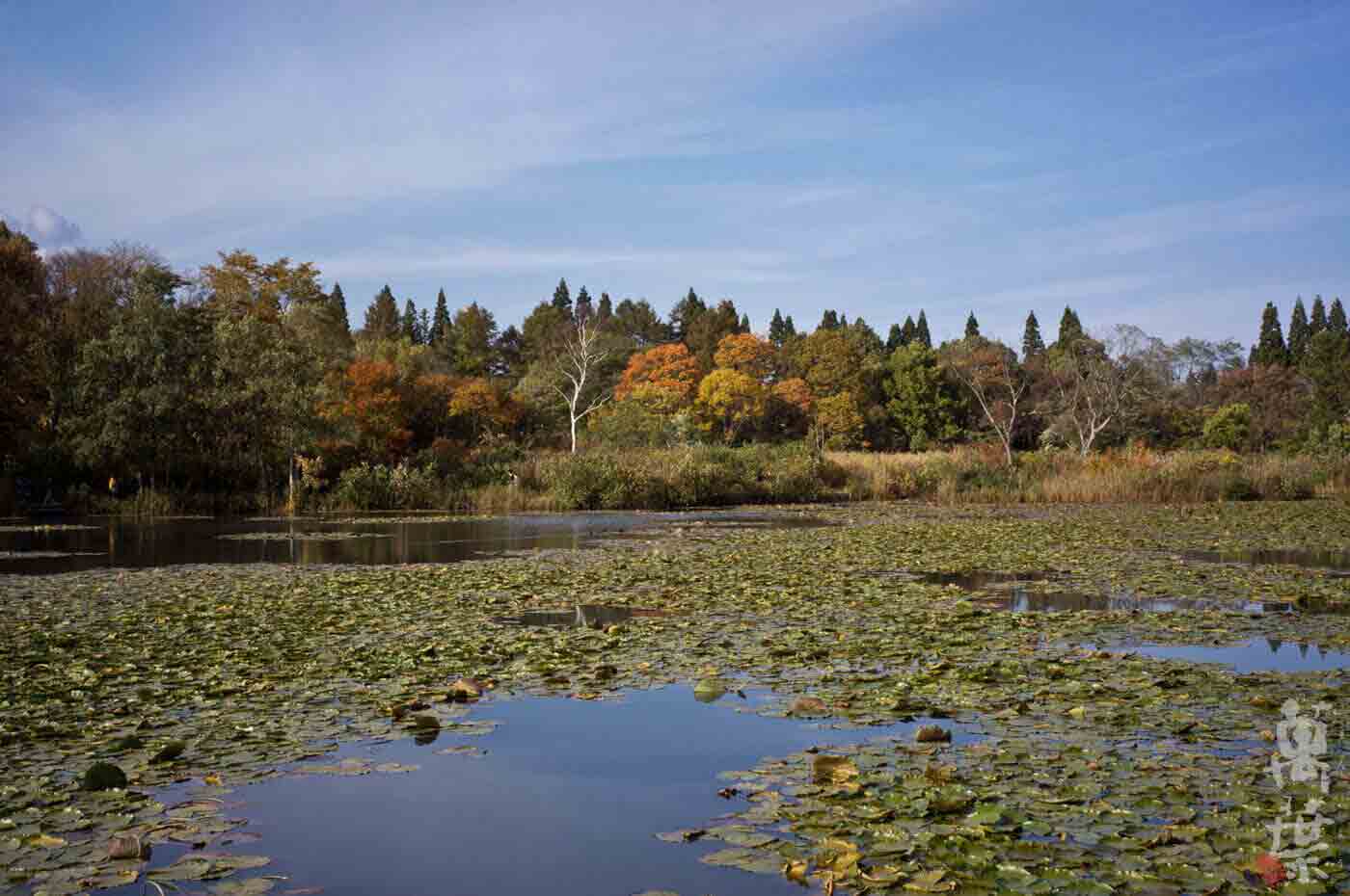 妙高市妙高高原池の平にあるいもり池の秋
